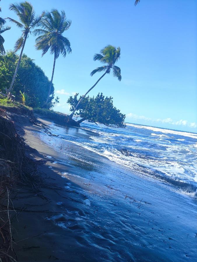 Cabanas Daneysha Tortuguero Exteriör bild